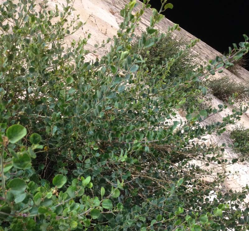 Arbusto de alcaparras no muro de Jerusalém